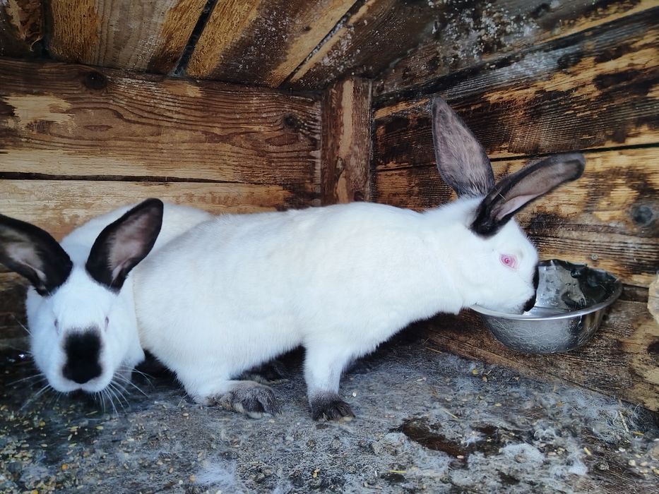 Iepuri, Gaini si Cocosi Brahma HD, Urias de Transilvania