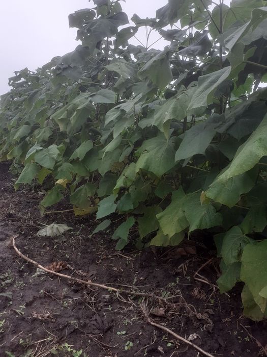 Puieți paulownia hibrid 9501