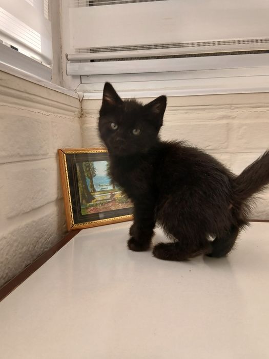 Отдадим котят в хорошие руки