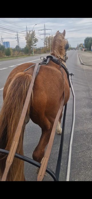 Vând iapă extrem de cuminte
