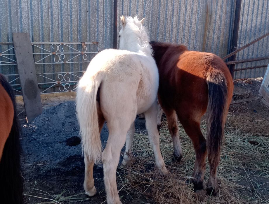 Жабағылар. Ұрғашы