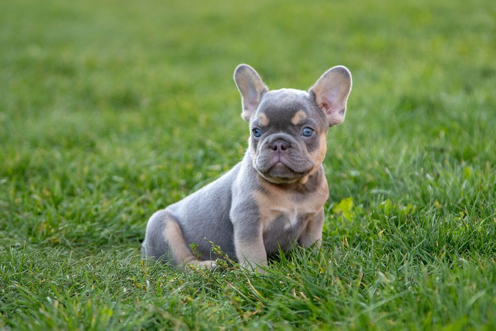 bulldog francez lilac tan