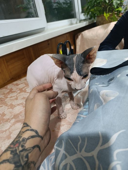 Продам котенка сфинкс
