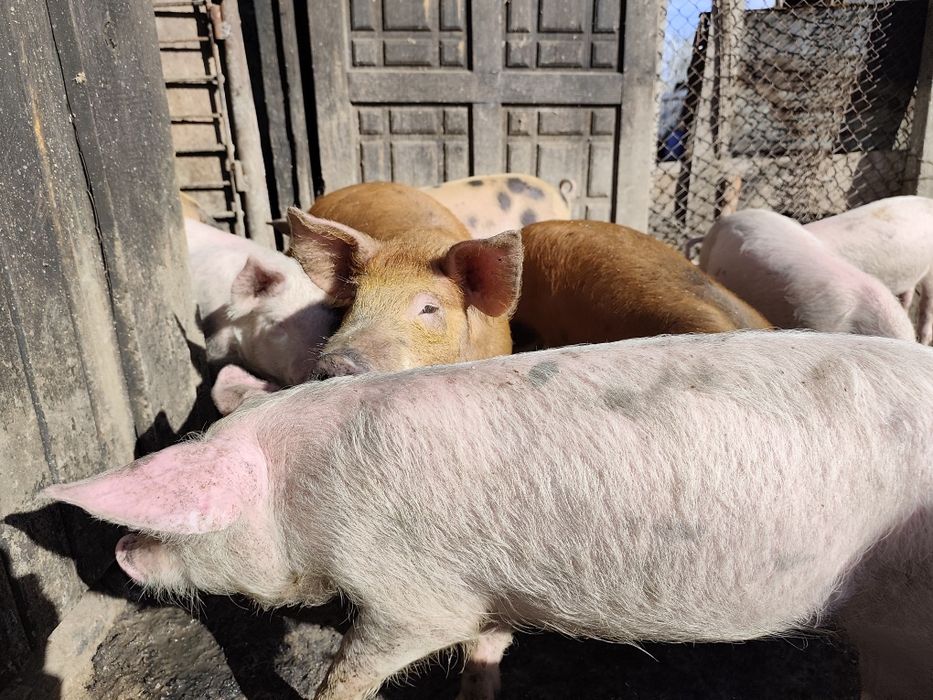 Малки прасета 15 20кг