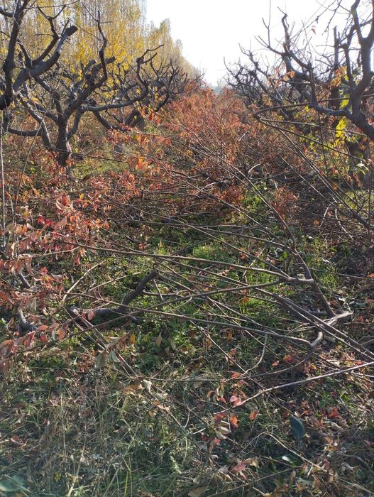 70/30 богди ичидан тозалашга