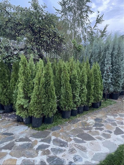 Plante ornamentale livrare si plantare grtuită