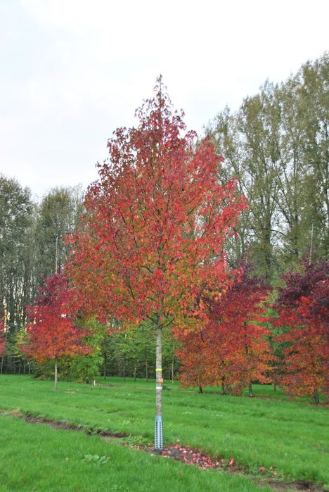 Arborele de Guma (Liquidambar )