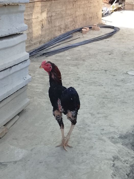 Kulangi xoʻroz Sotiladi