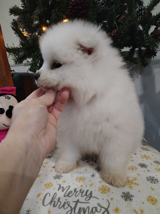 Прекрасни самоедчета.