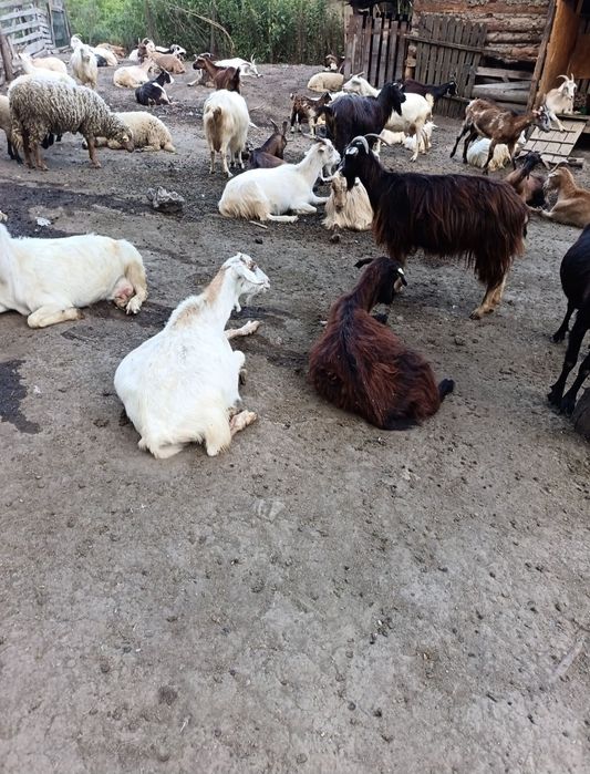 Capre bune de prasilă