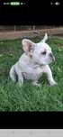 Bulldog francez mascul