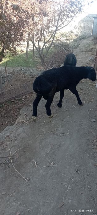 Qo'chqorlar sotiladi