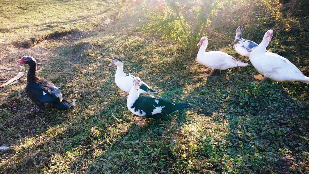 Rațe mute de vânzare