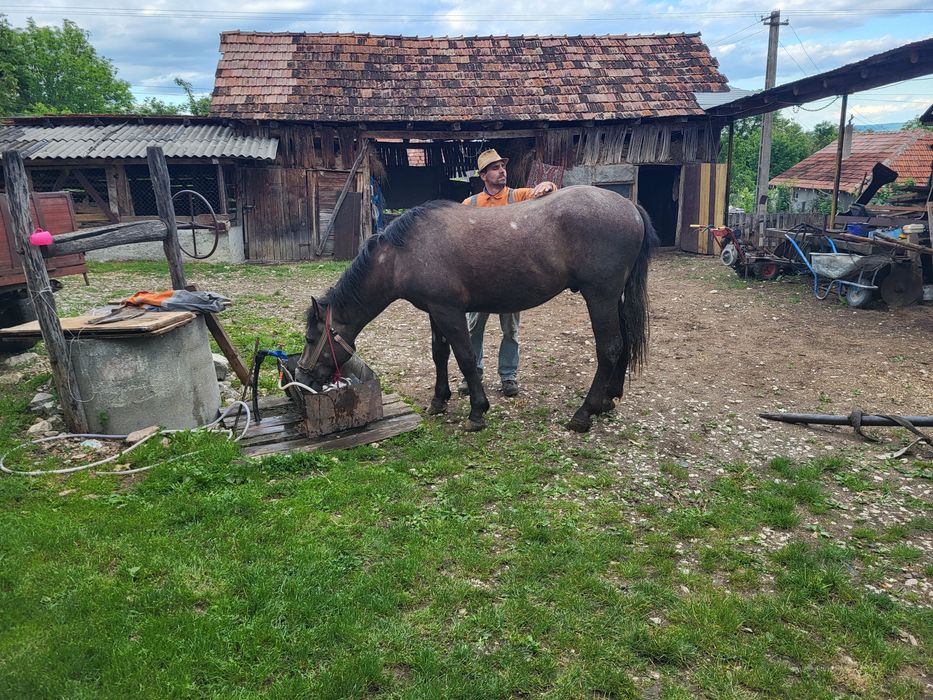 Se vinde armăsar