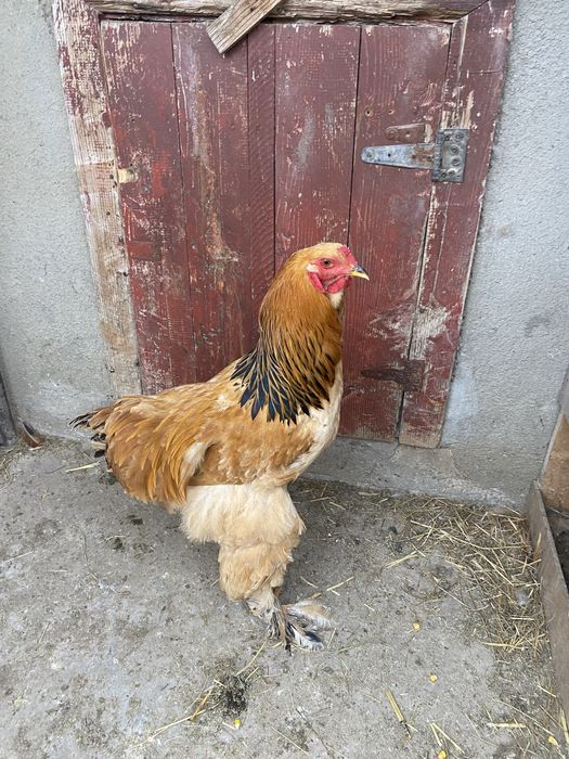 Cocoși brahma Columbia
