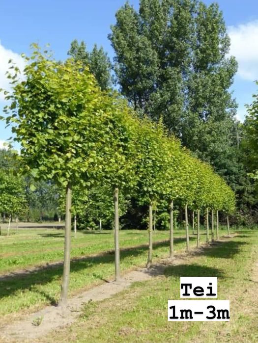 Vand copaci ornamentali-mesteacan-tei-platan