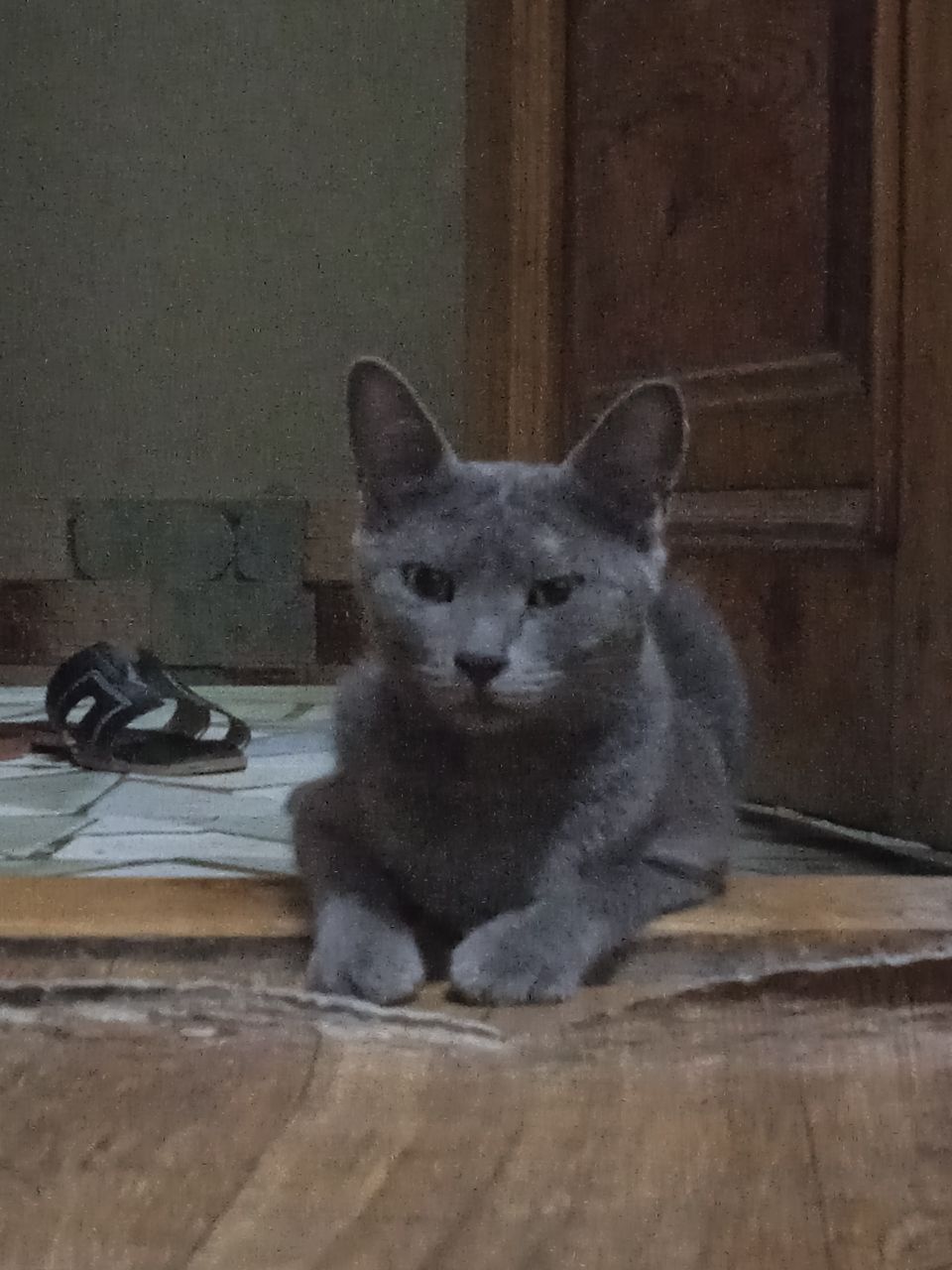 Отдам даром котят и кошку