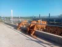 Juninca si vaca gestanta Limuzine
