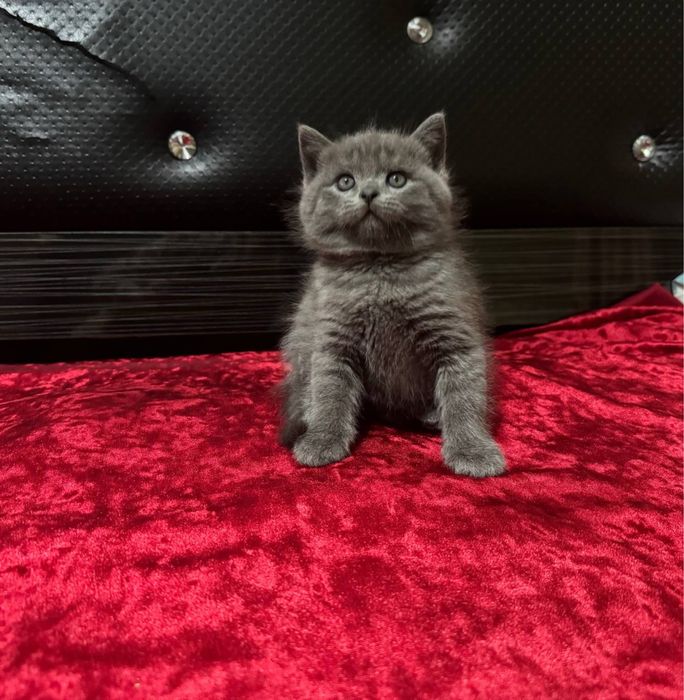 Zotli mushuk, Шотландский скотиш премиум