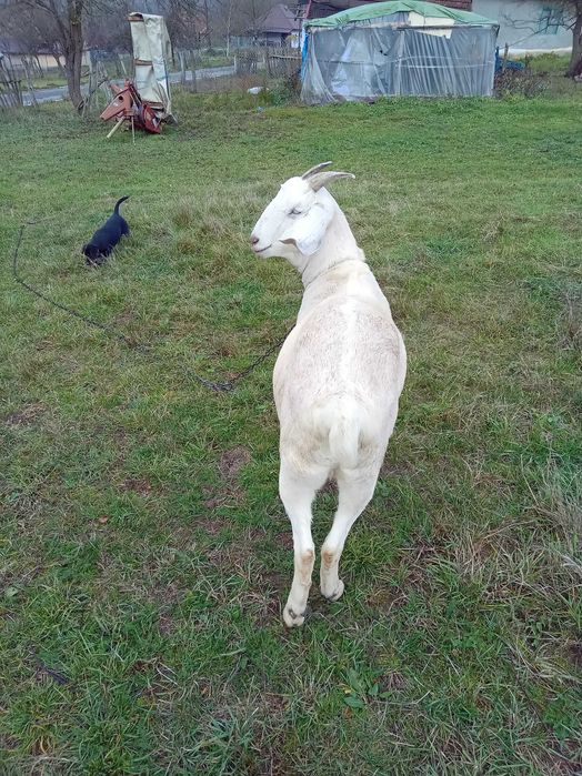 Iada de 1 an. Boier.