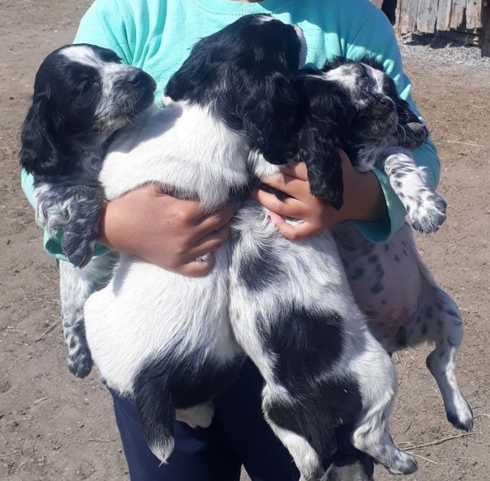 Продам   спаниель