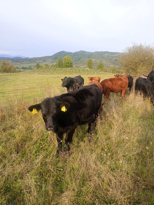 De vânzare Viței Angus