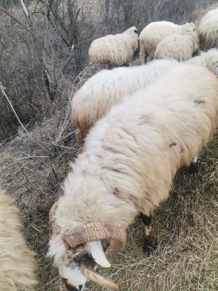 Vând oi la bucată sau la grămadă