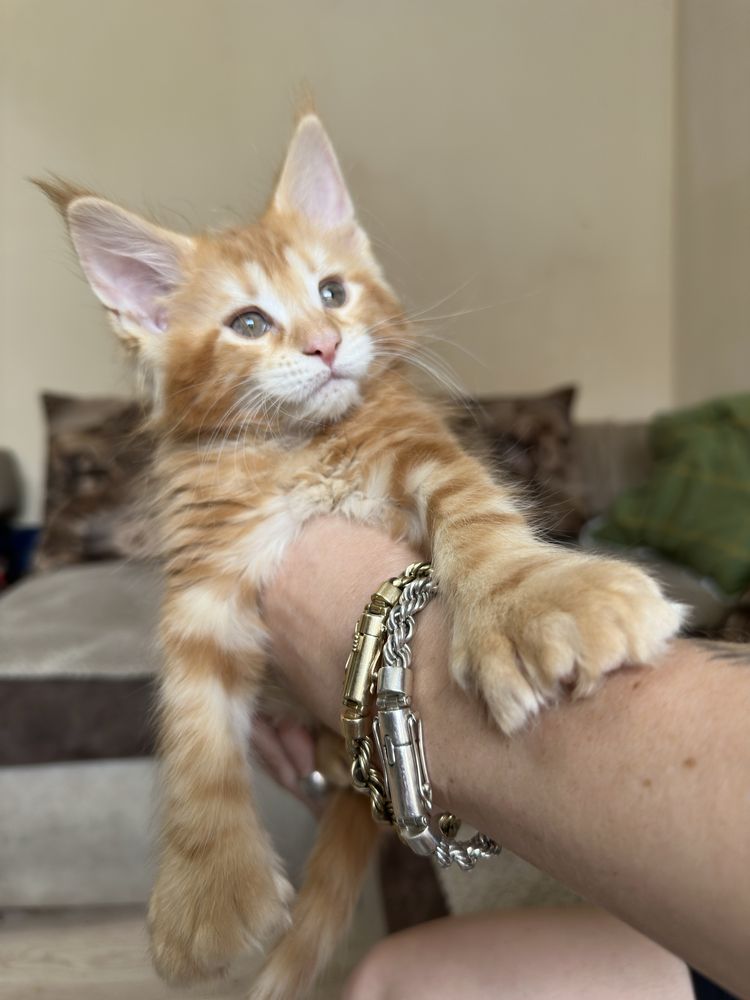 Продаются котята Мейнкун