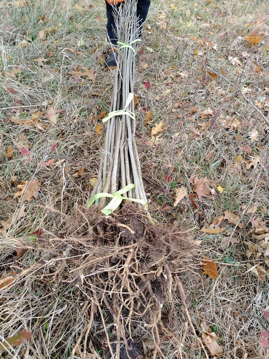 Здравейте предлагаме високо качествени дръвчета липа бреза Явор ясен