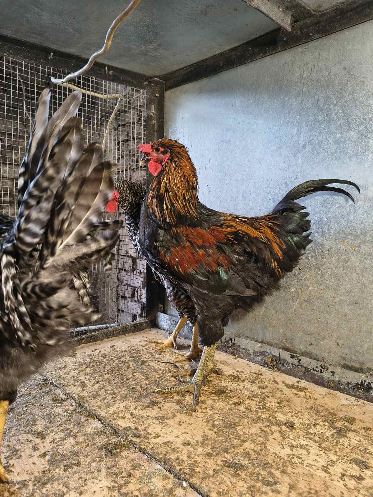 Продавам млади петли
