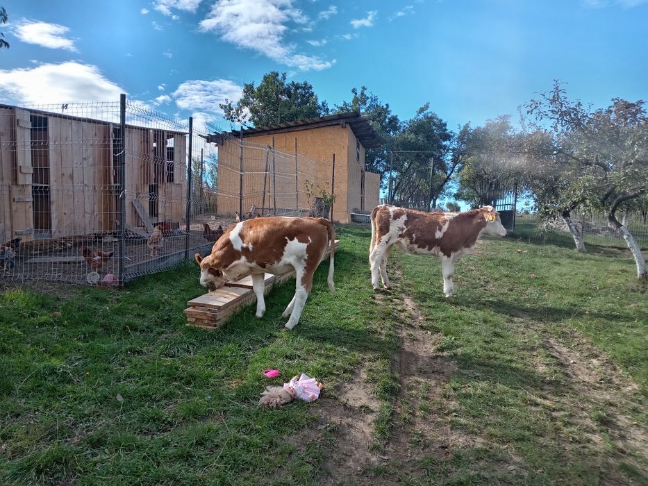 Vînd 2 vițele preț 9000 lei negociabil