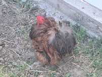 Cochinchina pitic, perechi