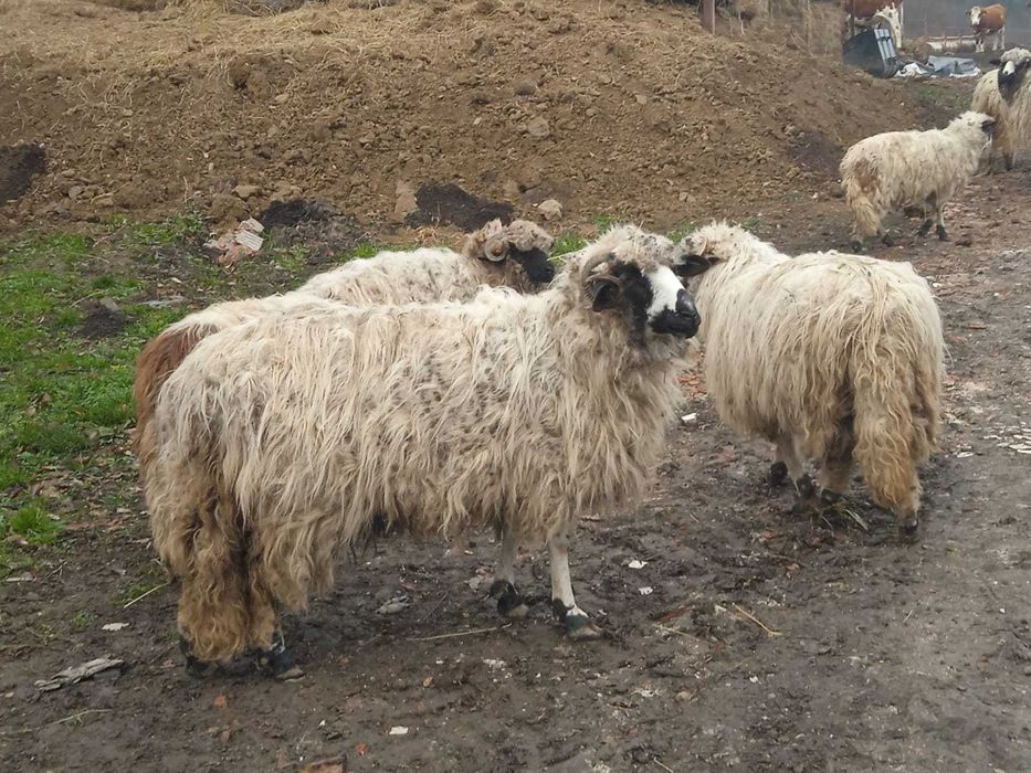 Vand 6 oi si un berbec