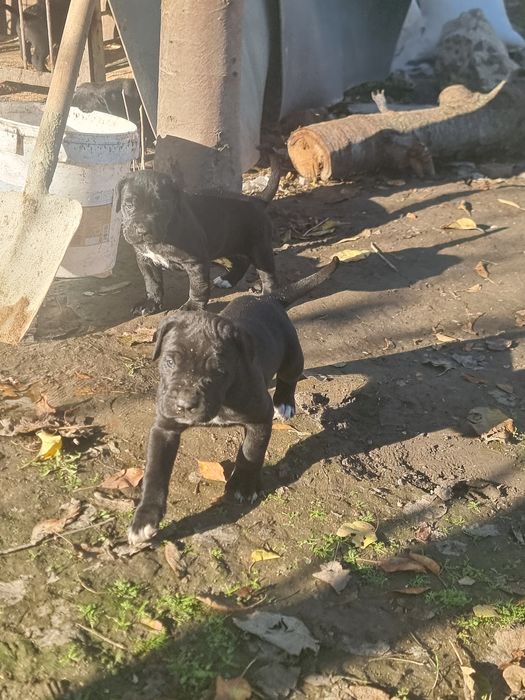 Продават се кученца кане корсо