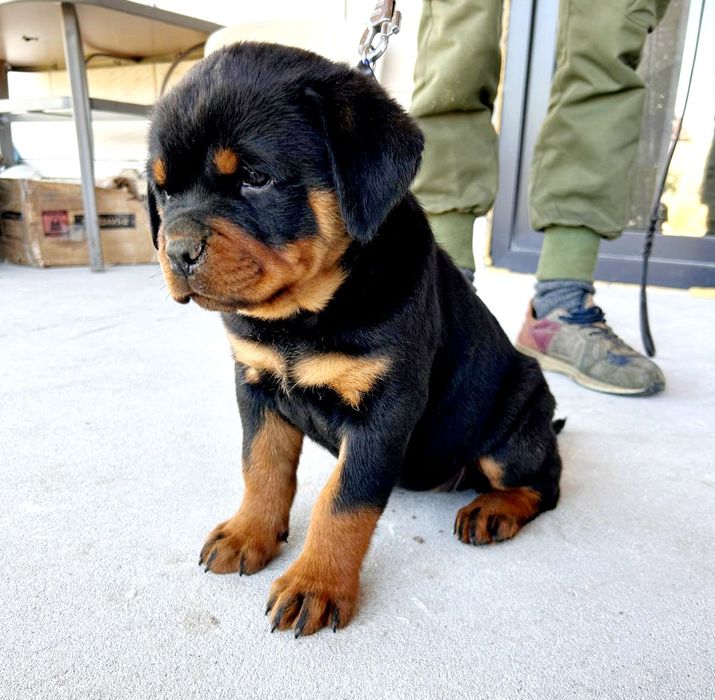 Pui Rottweiler cu pedigree