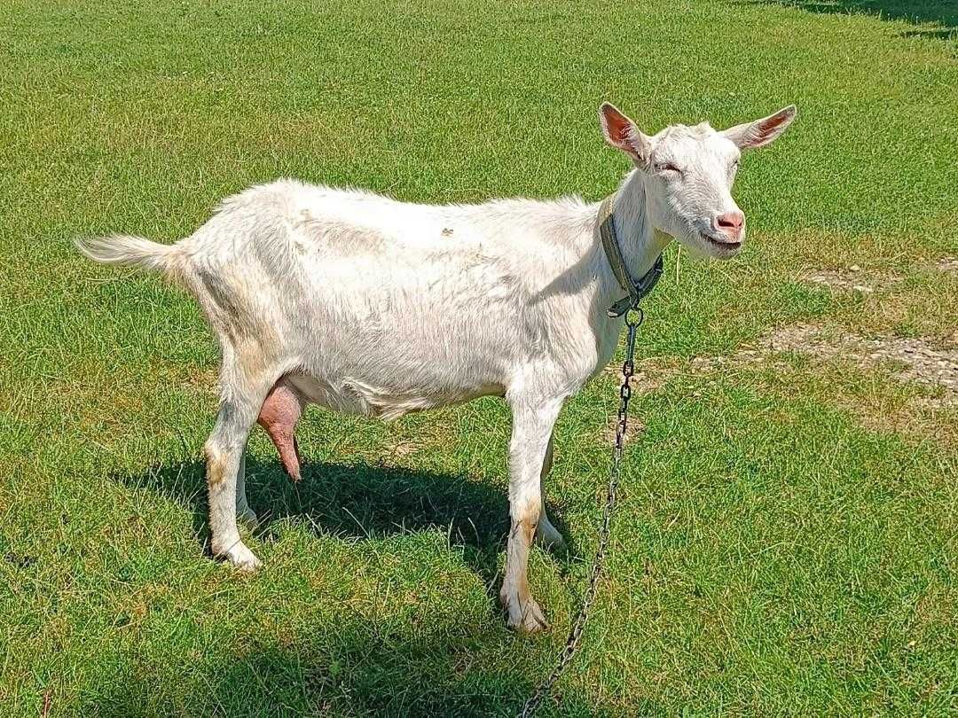 iezi saanen de vanzare