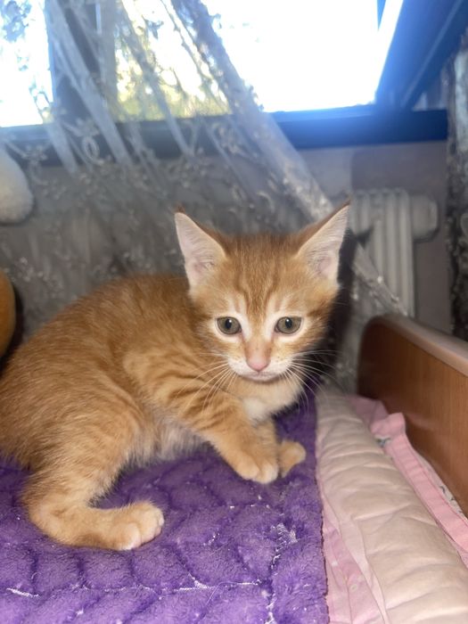 Котенок ищет добрые руки.