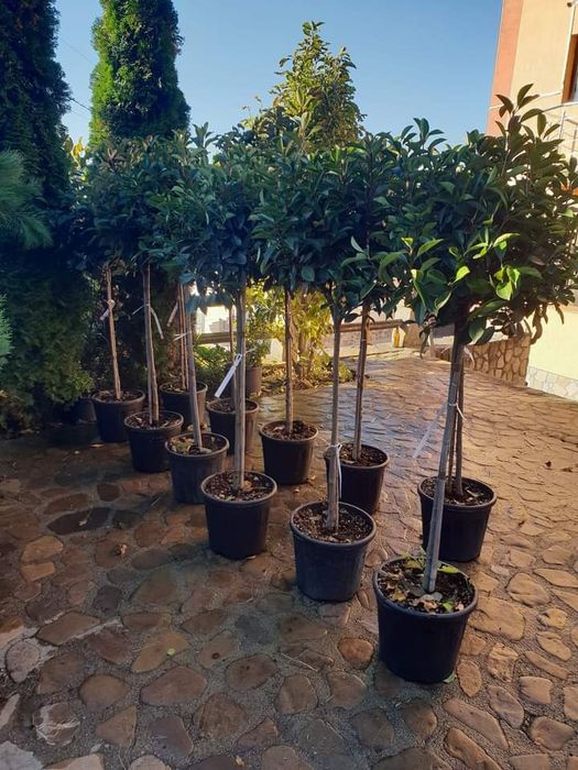 Gazon rulou calitatea premium