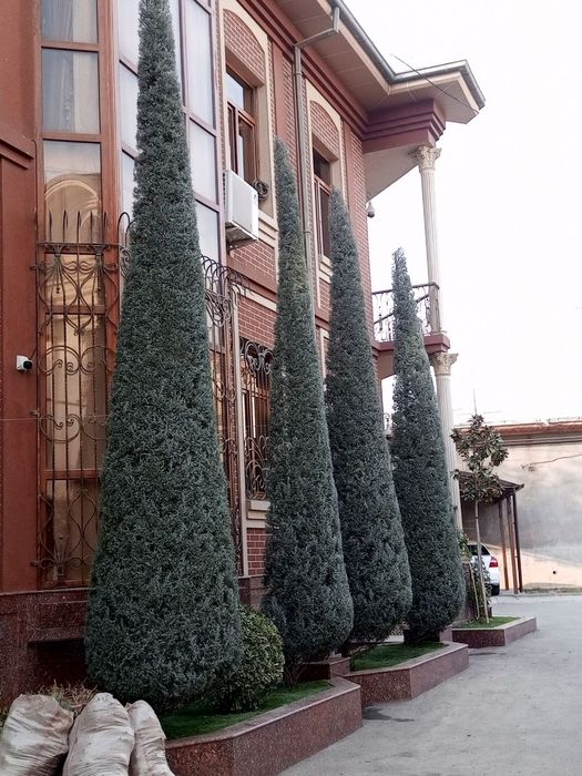 Archa kesish Dorilash