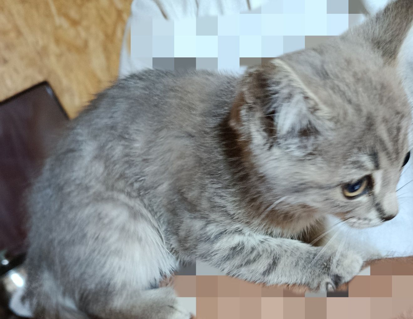 Котята три месяца