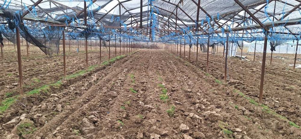 Сирдарё вилояти Сирдарё тумани Малик МФЙда иссиқхона биноси