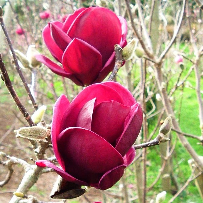 Magnolia : gennie , yellou bord , solangeana , black tulip , blue opal