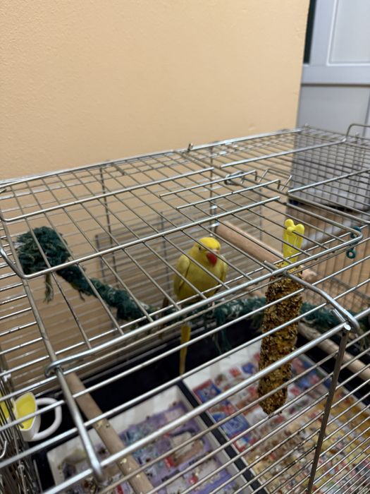 Vând papagal Micul Alexander