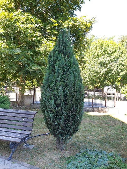 Tuns iarba, tocat crengi, toaletat pomi și gard viu