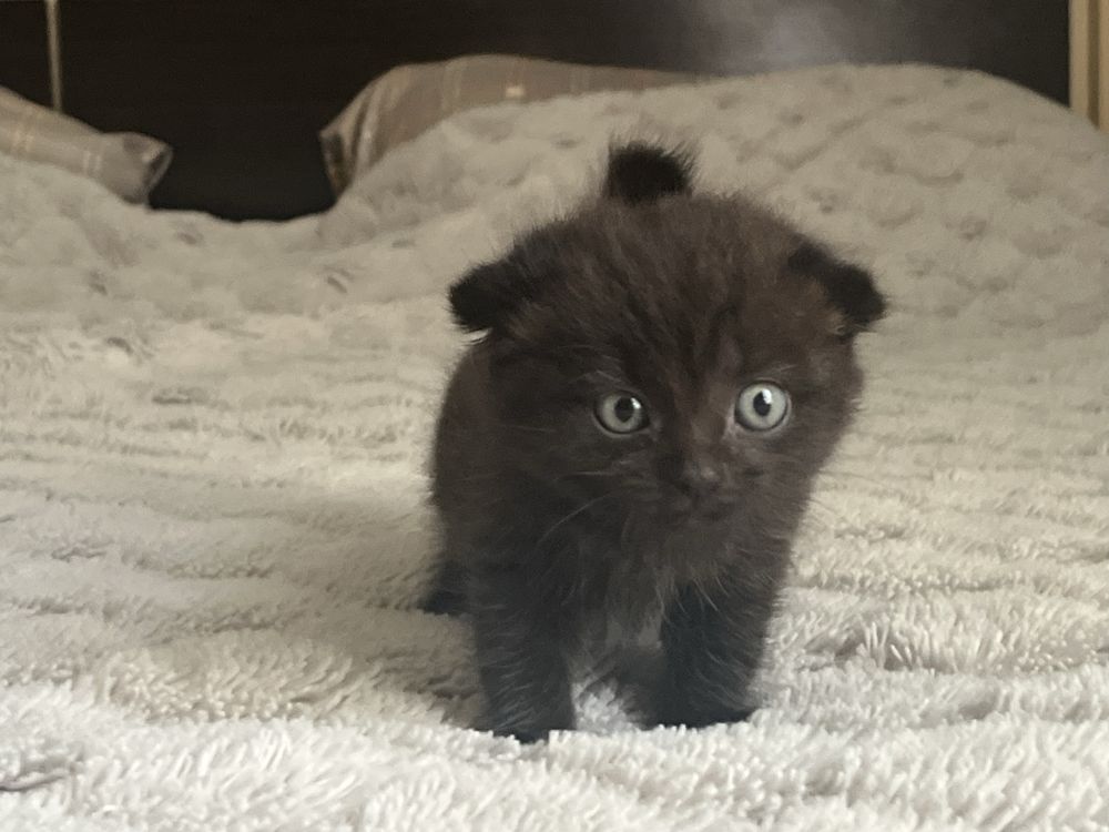 Продам котенка девочку 1 месяц