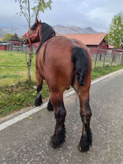 Armăsar 5 ani foarte blând