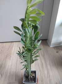 Euphorbia trigona, cactus de apartament