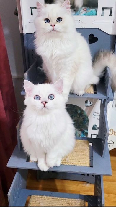 British longhair pedigree baiat superb, cu ochii albastri