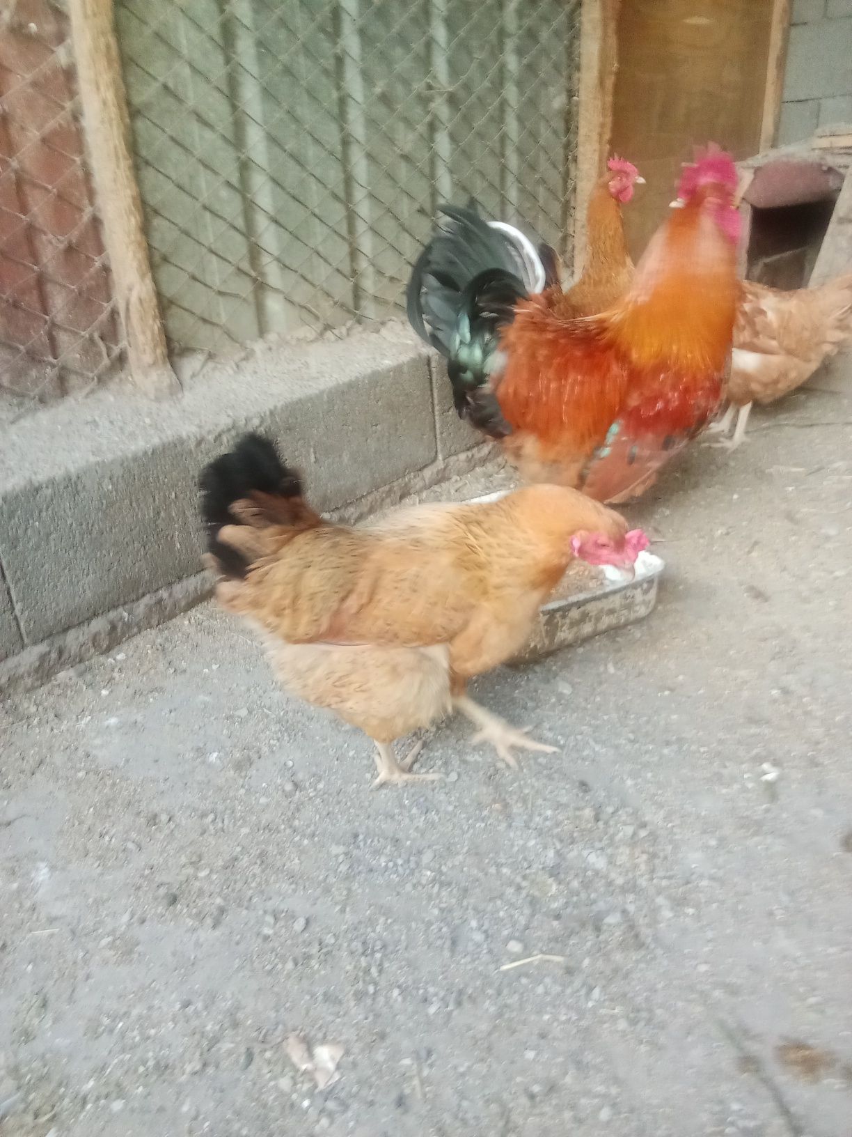 Цыплята породистые