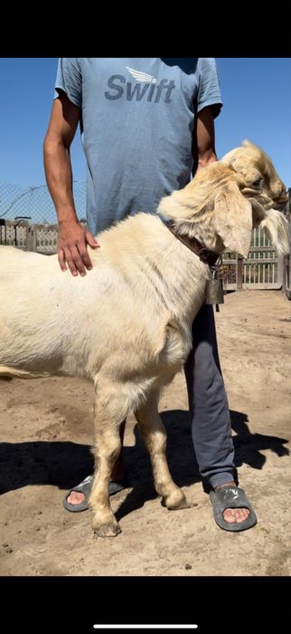 Козел,Пакистанская порода,1,5 года